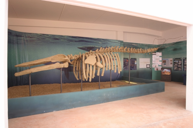 Sala espositiva Balena di Valmontasca
